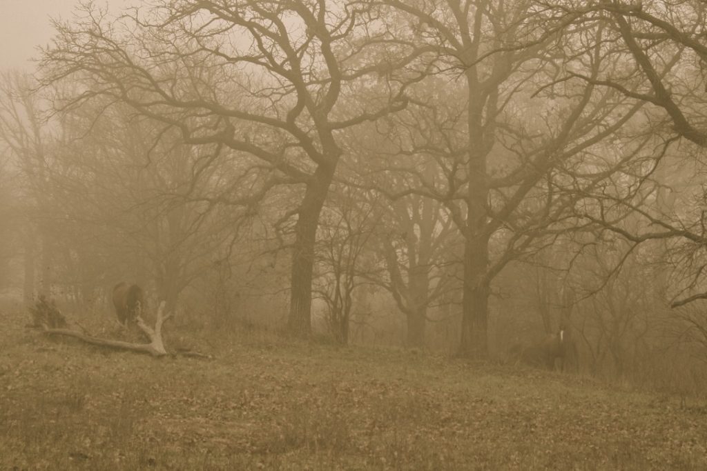 Horses Emerging from the Fog