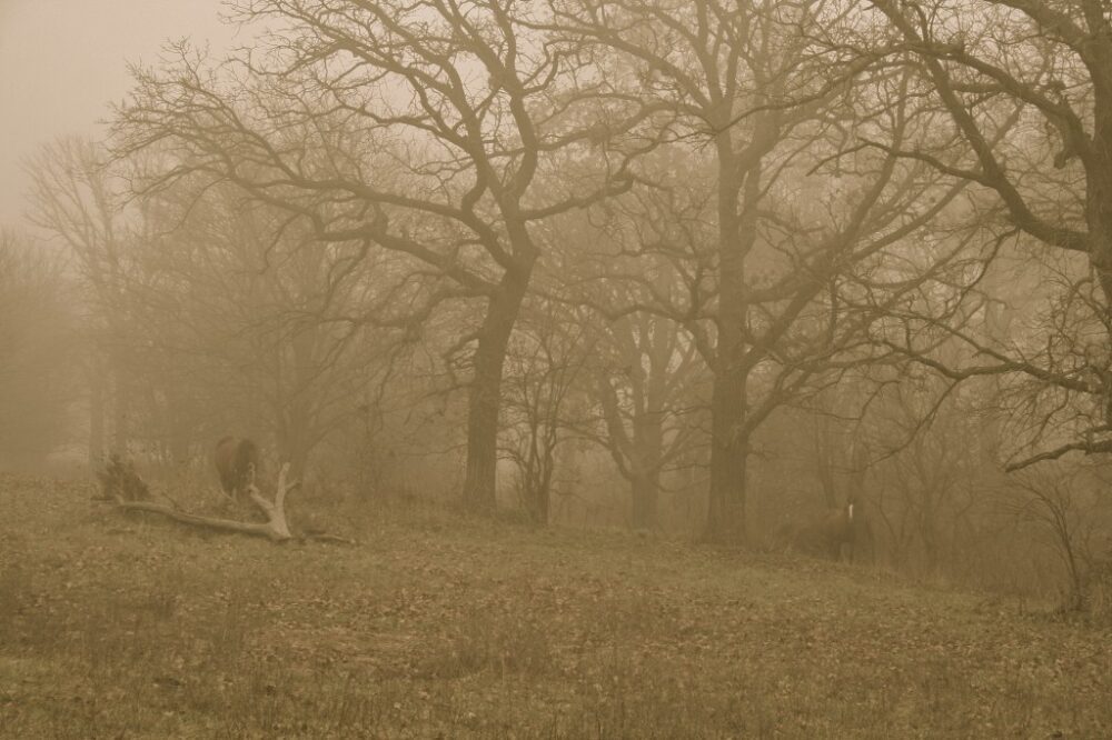 My farm on a cold misty day.