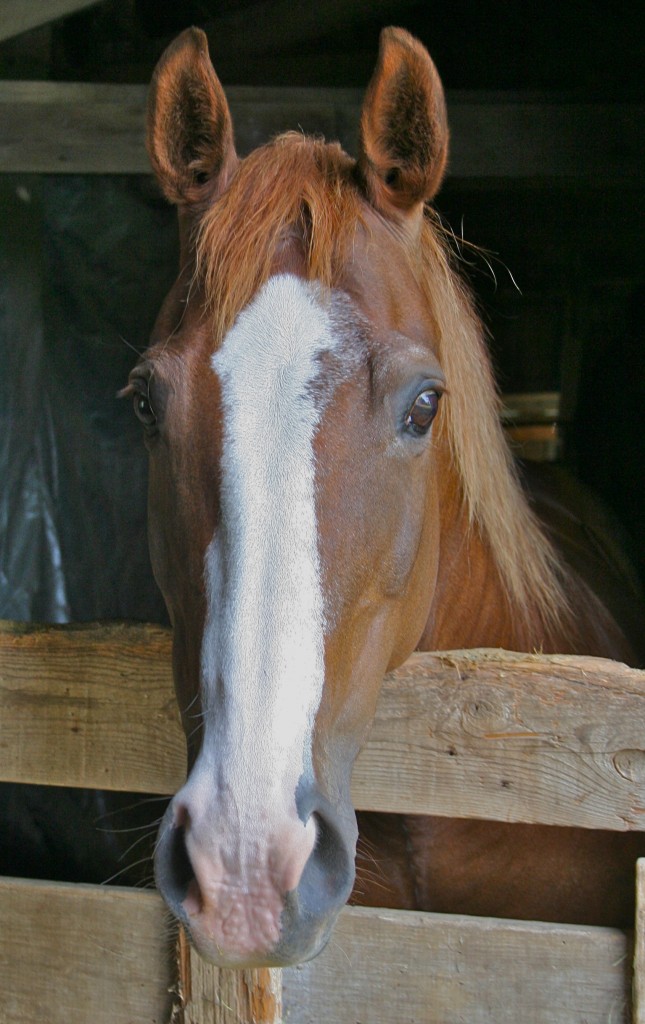 Quarter Horse face with wide blaze.