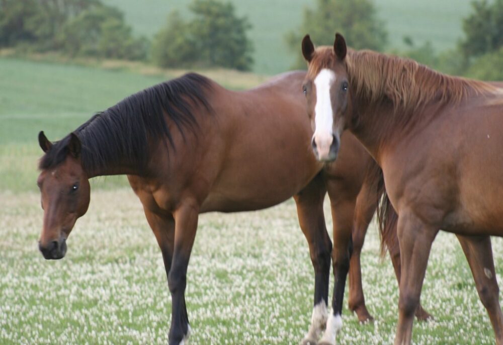 Two horses in a pasture