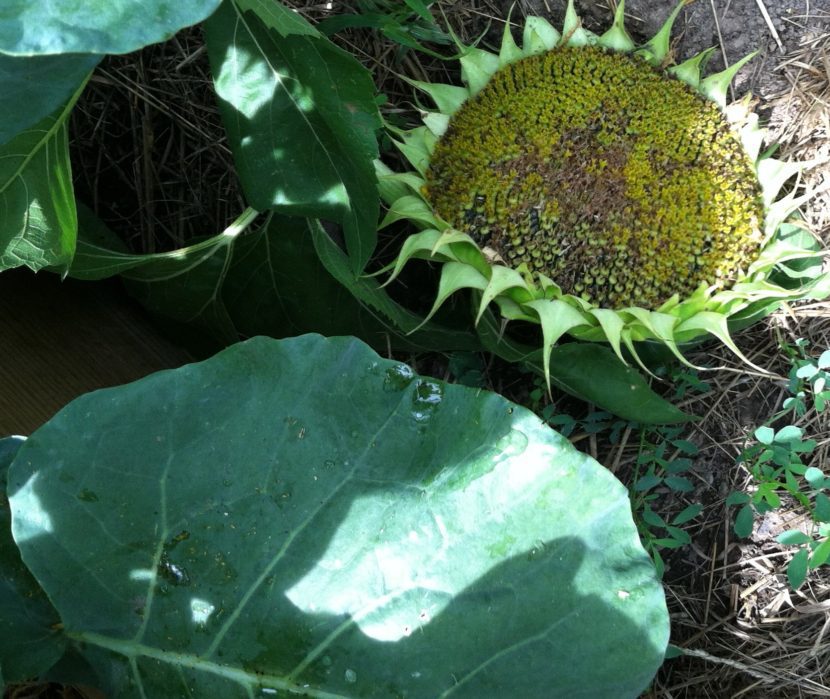 Sunflower on the ground going to seed