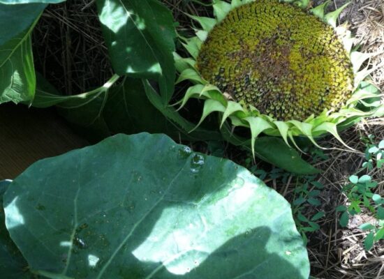 Sunflower on the ground going to seed