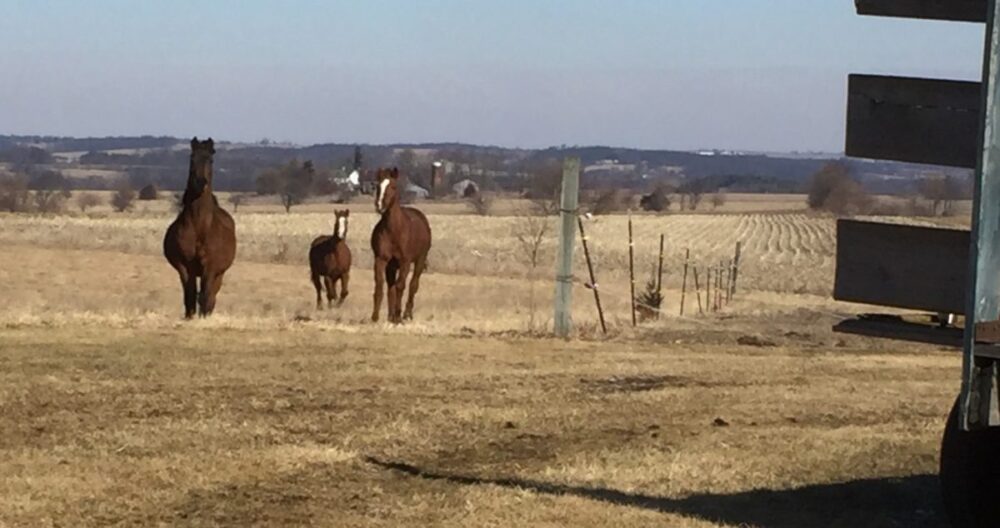 Three horses running in brown pasture