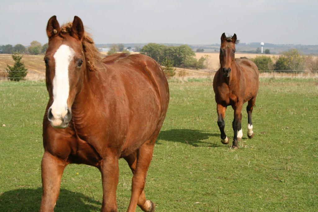 Two horses in a green pasture run toward me