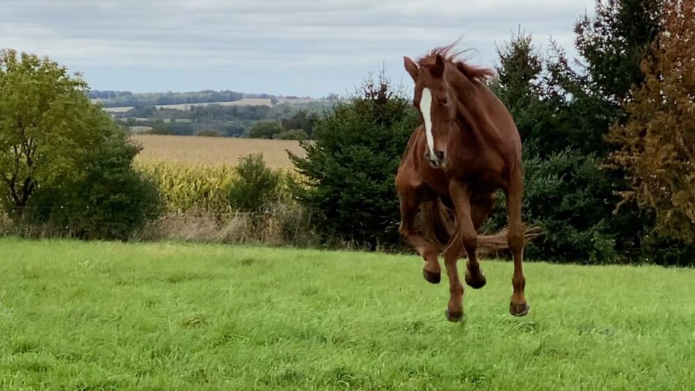 28 YO Chestnut Anglo-Arab mare jumping for joy on a cool autumn day