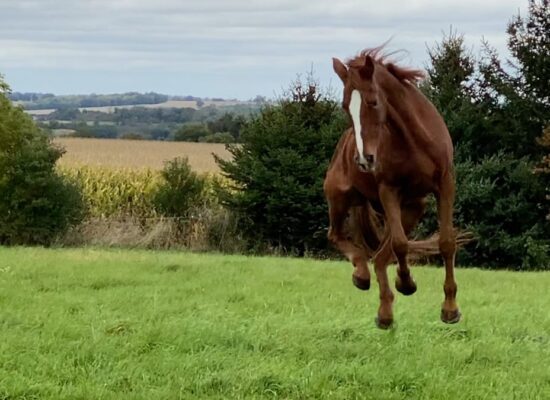 28 YO Chestnut Anglo-Arab mare jumping for joy on a cool autumn day