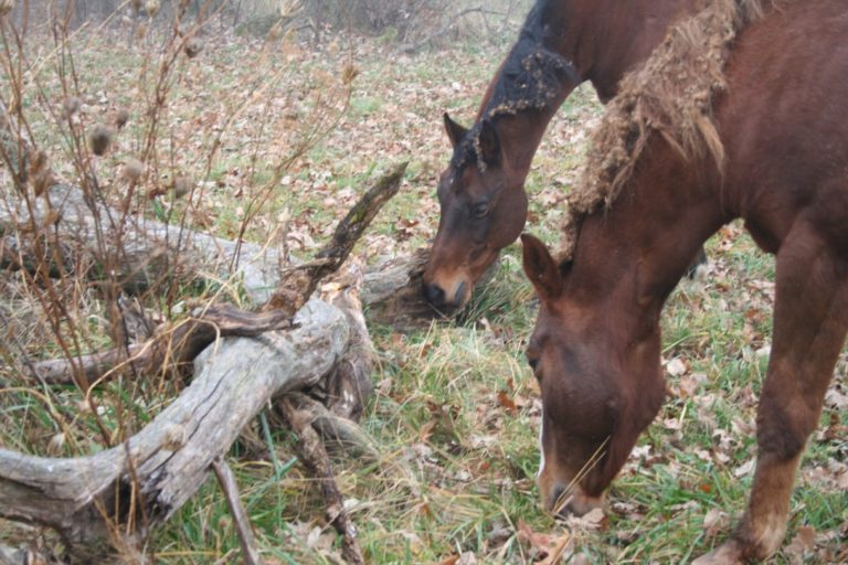 Two horses grazing near log with burrs in mane