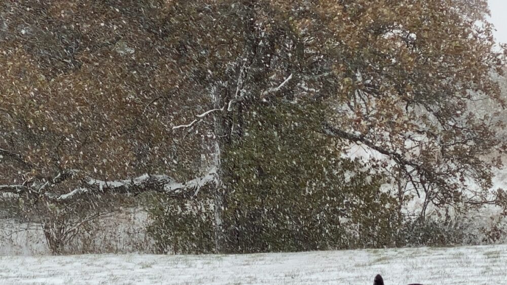 Burr Oak tree with leaves covered in snow