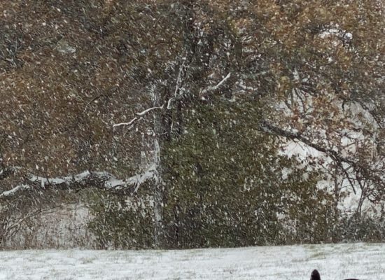 Burr Oak tree with leaves covered in snow