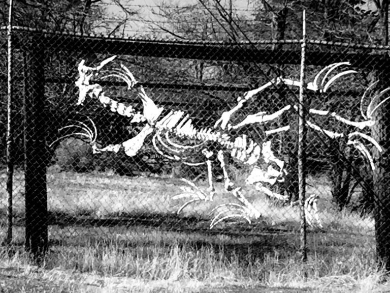 Bones in a fence in Lancaster CA