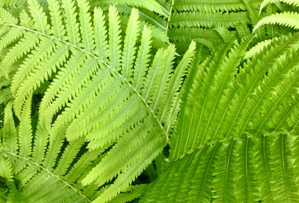 Bright green ferns