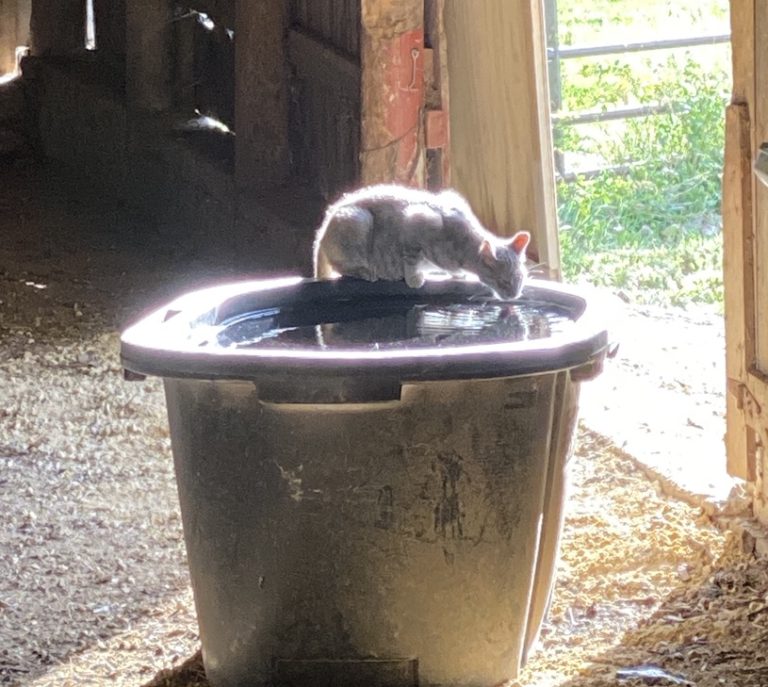 Barn cat drinking out of horse tank