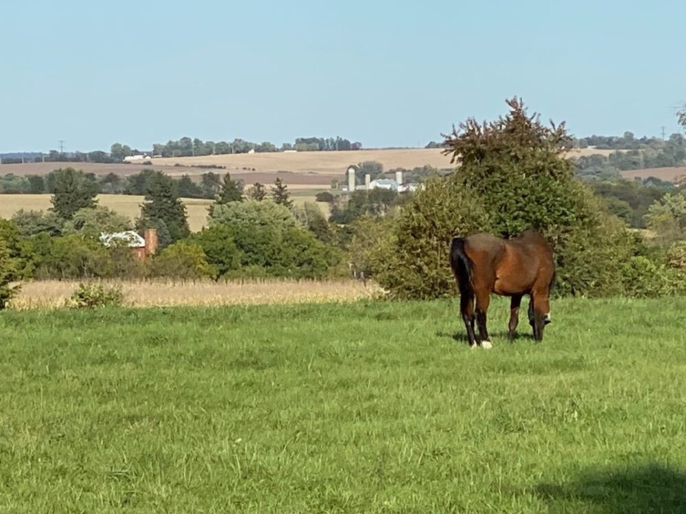 Charlie standing alone in the pasture