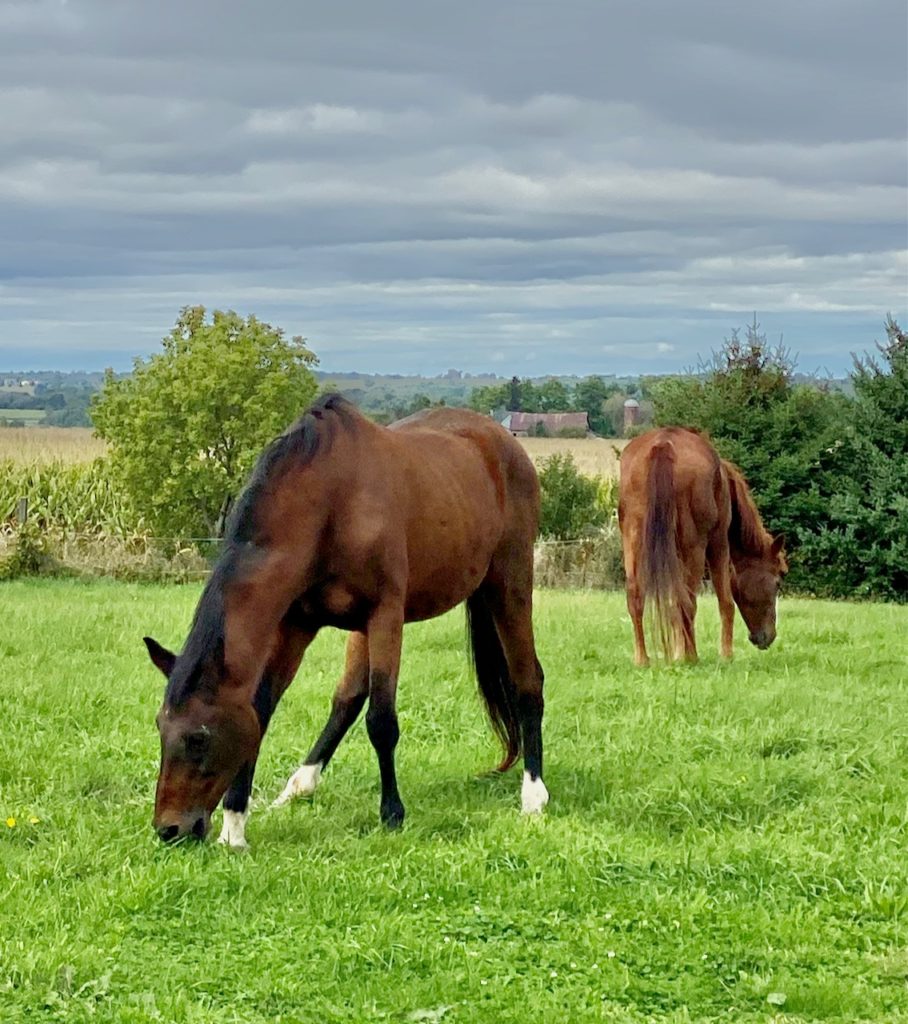 Two horses grazing in a green pasture