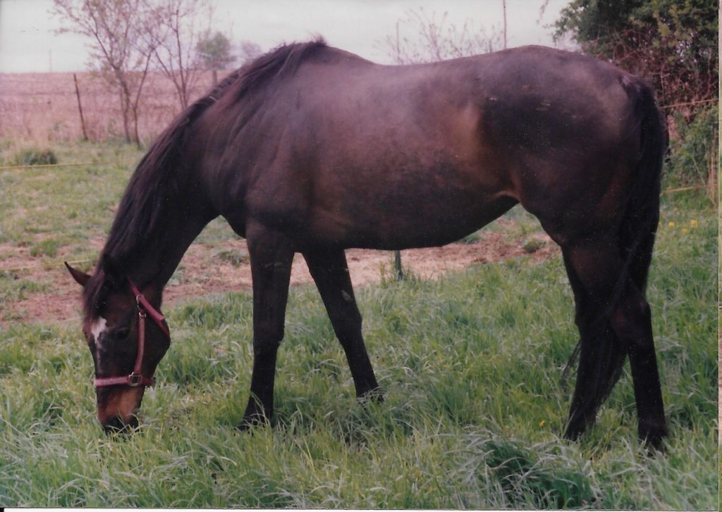 My riding horse Lance, a 17-hand bay OTTB grazing in tall grass