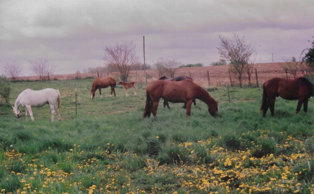 Six horses grazing in a green pasture with dandelions