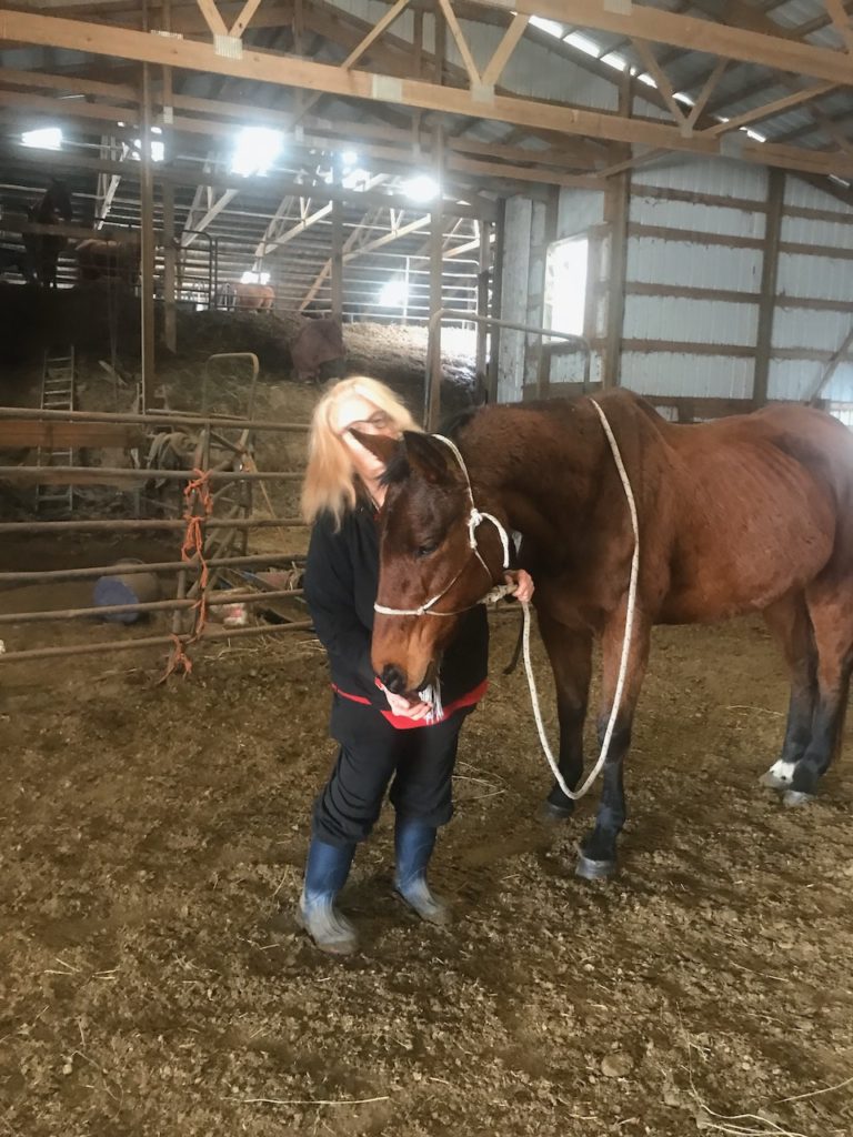 I'm working with the bay OTTB mare we may rescue for the first time.