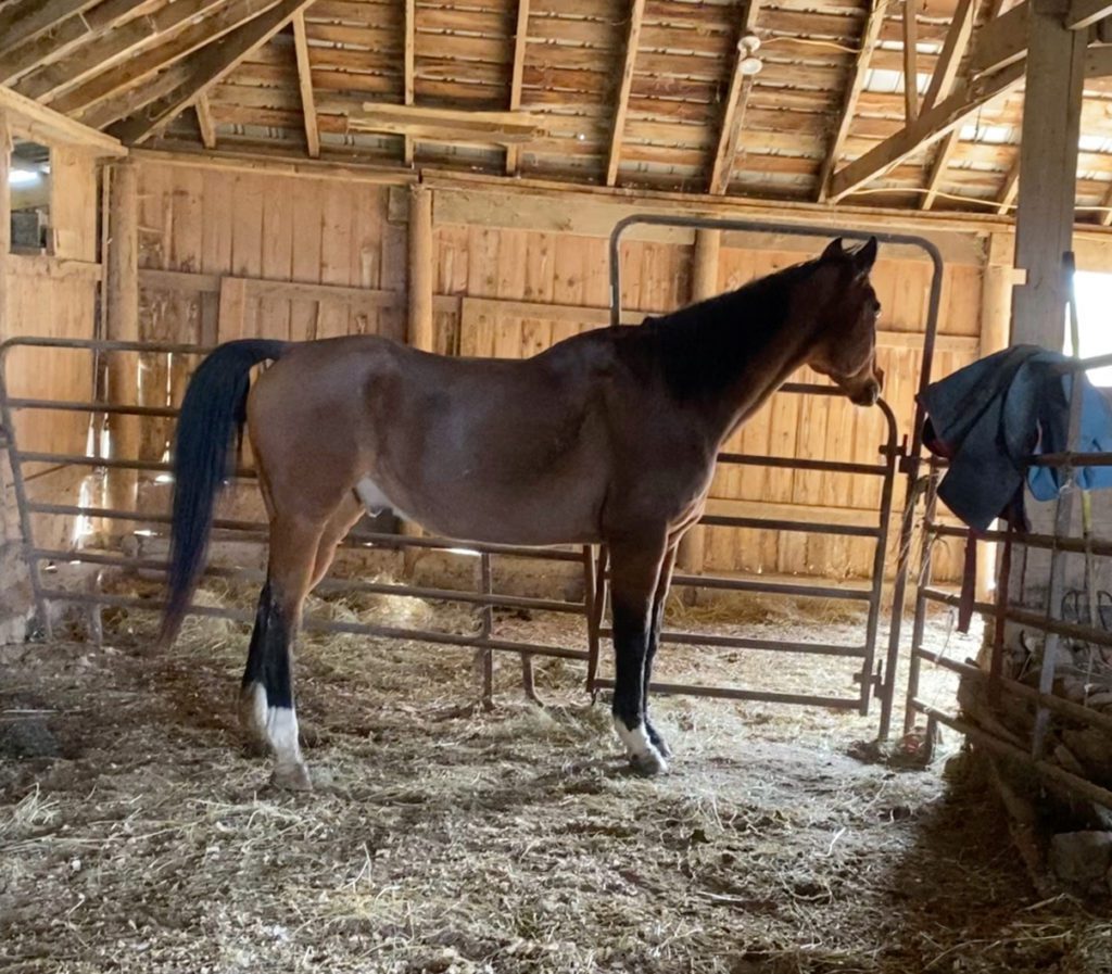 Anglo-Arab horse stands alone in a barn