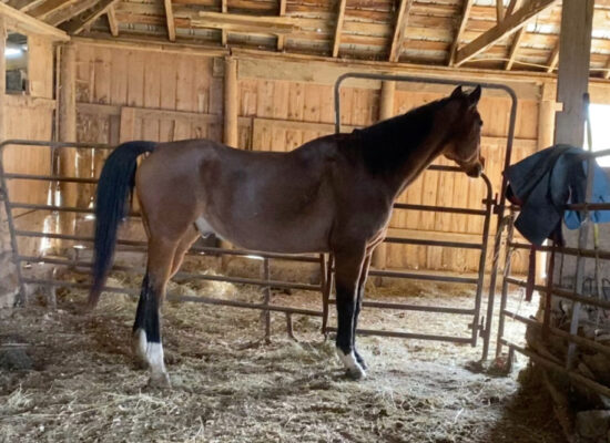 Anglo-Arab horse stands alone in a barn