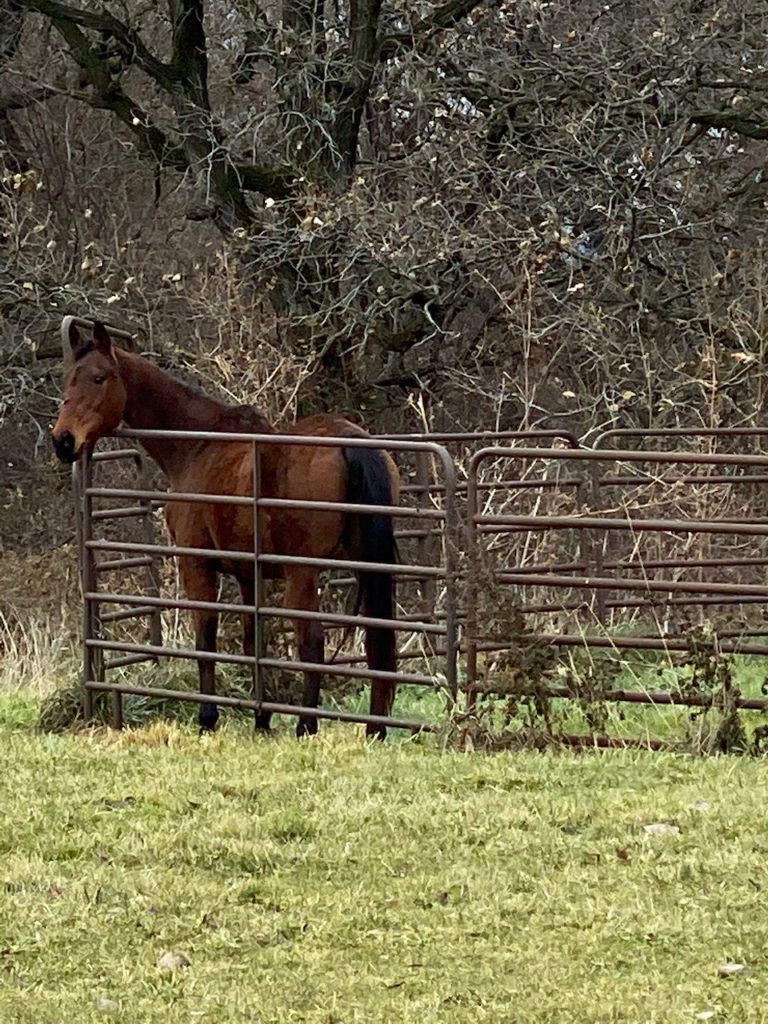 A bay OTTB mare stares out from the round pen