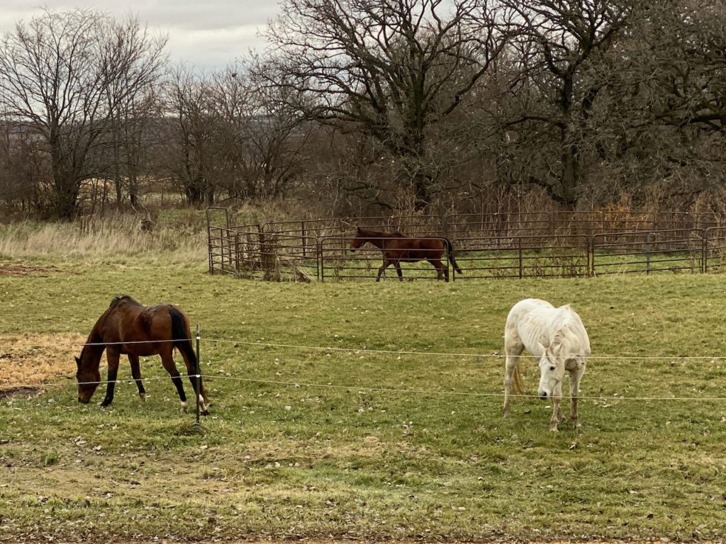 The bay mare paces in the round pen while the two geldings graze in the pasture
