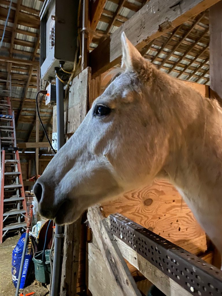 A gray OTTB gelding looks out from his stall at his new home