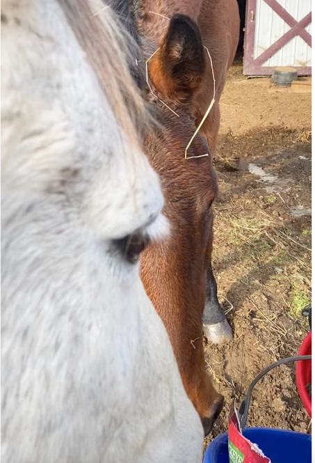 Rescue horses great us when we arrive at the barn