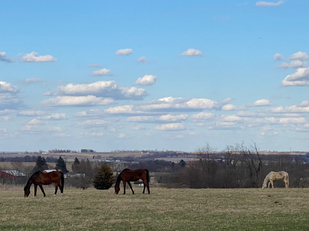 Three horses graze on greening grass under popcorn clouds.
