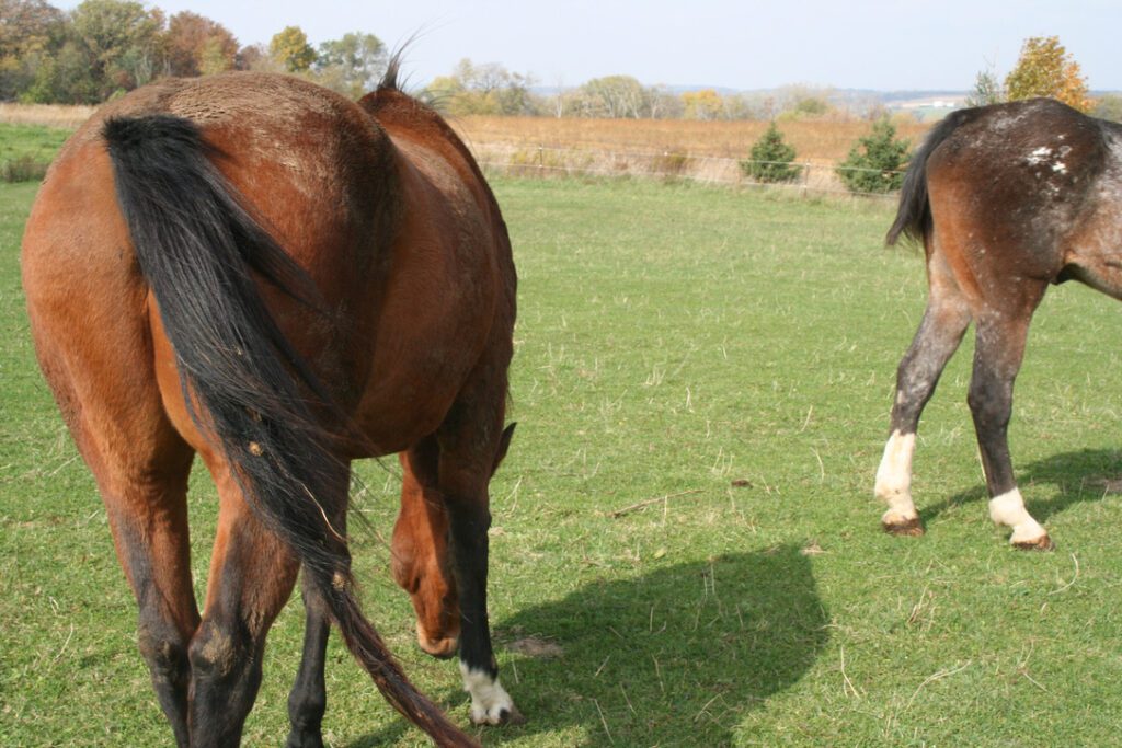 A bay horse and an Appaloosa graze lazily in the pasture