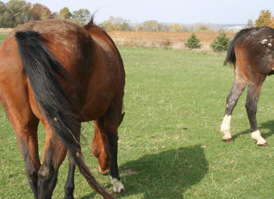 A bay horse and an Appaloosa graze lazily in the pasture